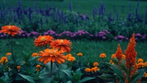 Flower_garden_68