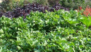 Herb_Basil-Usage2-Garden