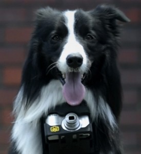 nikondog-275x300